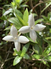 Kadua fluviatilis