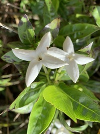 Kadua fluviatilis