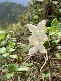 Kadua fluviatilis