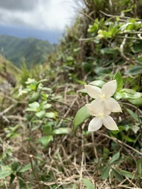 Kadua fluviatilis
