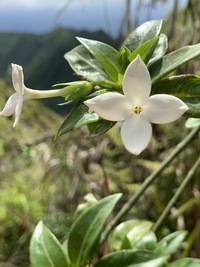 Kadua fluviatilis