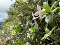 Kadua fluviatilis