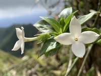 Kadua fluviatilis