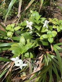 Kadua fluviatilis