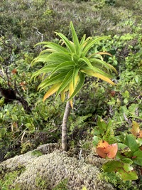Trematolobelia kauaiensis