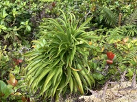 Trematolobelia kauaiensis