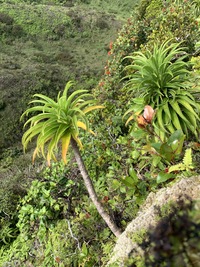 Trematolobelia kauaiensis