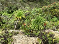 Trematolobelia kauaiensis
