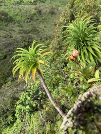 Trematolobelia kauaiensis