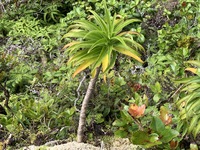 Trematolobelia kauaiensis