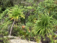 Trematolobelia kauaiensis