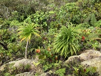 Trematolobelia kauaiensis