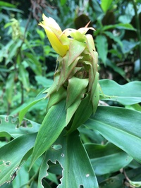 Costus comosus