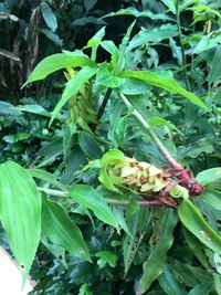 Costus comosus