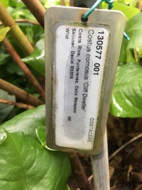 Costus comosus