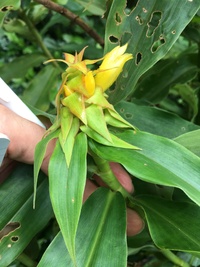 Costus comosus