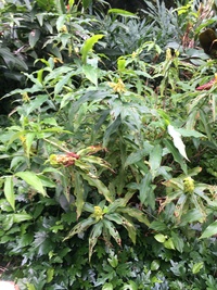 Costus comosus