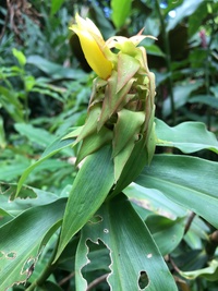 Costus comosus