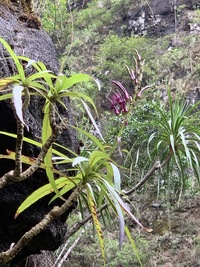 Lobelia niihauensis