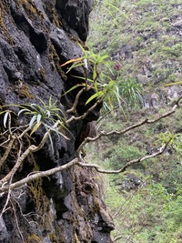 Lobelia niihauensis