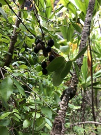 Alyxia stellata