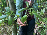 Ochrosia kauaiensis