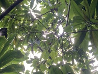 Ochrosia kauaiensis
