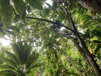 Ochrosia kauaiensis