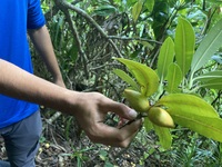 Ochrosia kauaiensis