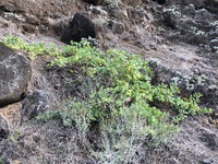 Capparis sandwichiana