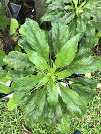 Delissea rhytidosperma
