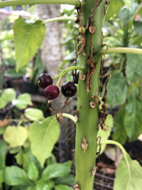 Delissea rhytidosperma