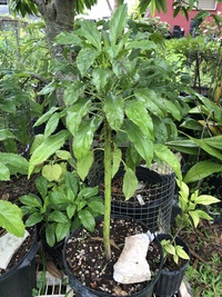 Delissea rhytidosperma