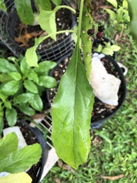 Delissea rhytidosperma