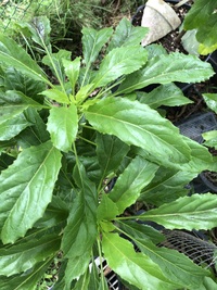 Delissea rhytidosperma