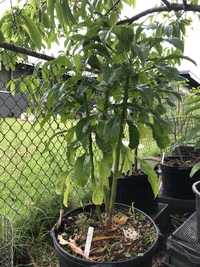 Delissea rhytidosperma