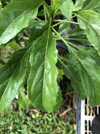 Delissea rhytidosperma