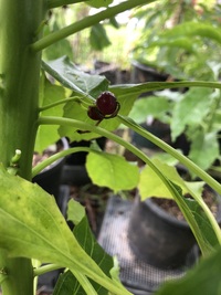 Delissea rhytidosperma