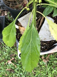 Delissea rhytidosperma