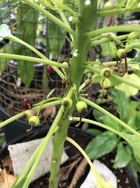 Delissea rhytidosperma