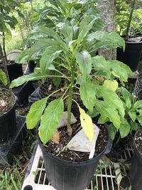Delissea rhytidosperma