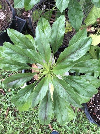Delissea rhytidosperma
