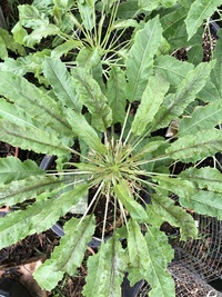 Delissea kauaiensis