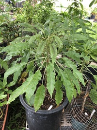 Delissea kauaiensis