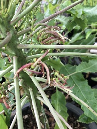 Delissea kauaiensis