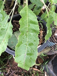 Delissea kauaiensis