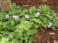 Ipomoea batatas