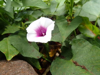Ipomoea batatas