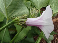 Ipomoea batatas