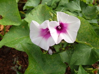 Ipomoea batatas